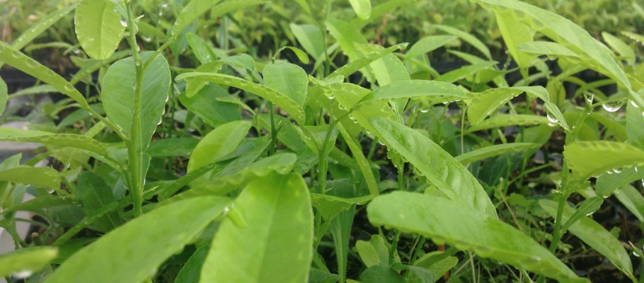 Borde Macrophylla 910x400 1